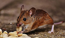 24 Hour & Emergency Exterminators in Singac, NJ